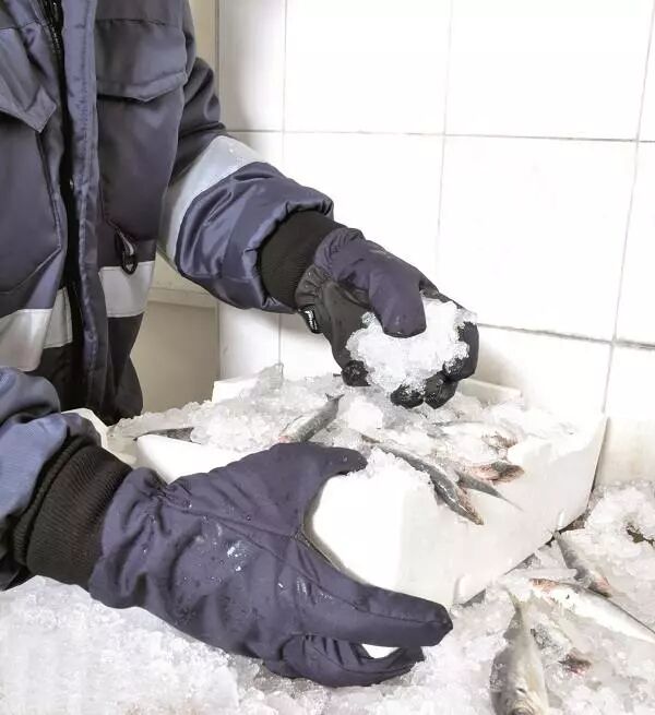 mains gant�es dans glace avec poissons