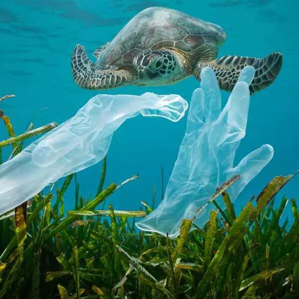 gants plastiques qui flottent dans la mer avec tortue