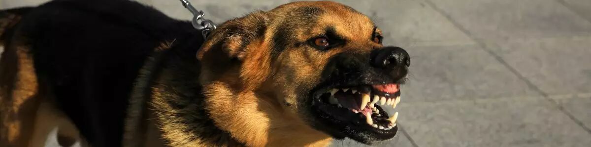 Chien qui montre les crocs 