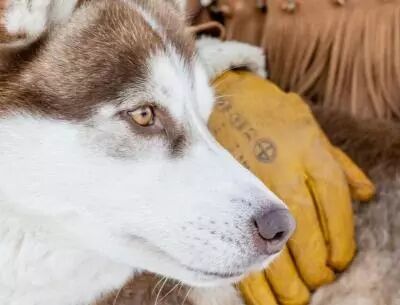 Photo gant fourré avec husky