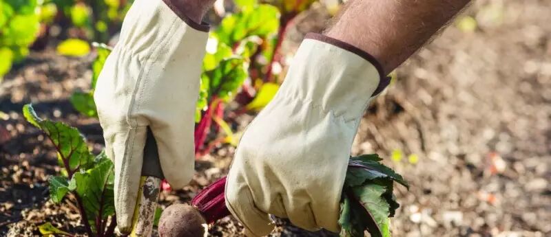 Photo d'une personne jardinant avec des gants adapt�s