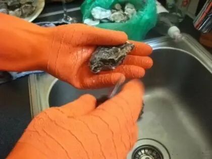 Photo de l'ouverture d'hu�tres avec des gants en latex