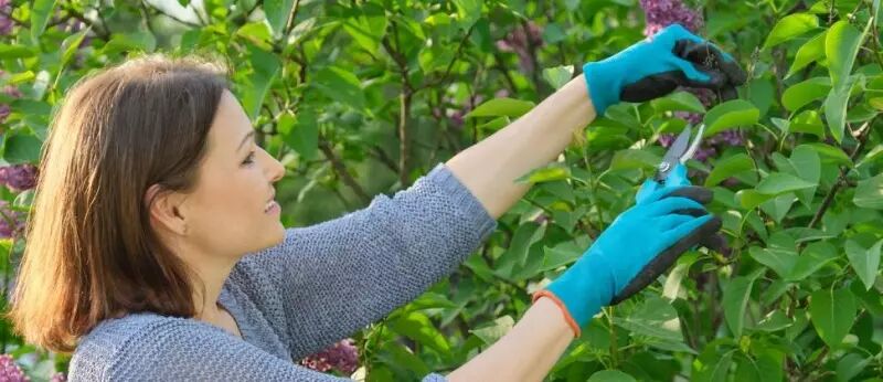 Photo d'une personne manipulant un s�cateur avec des gants
